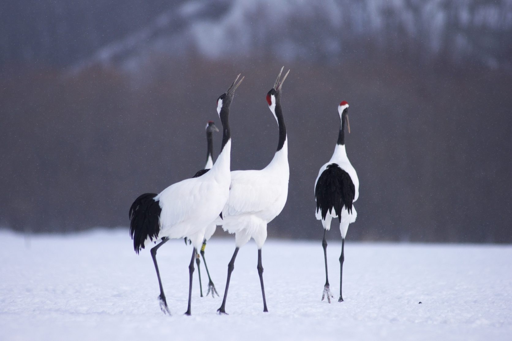 北海道の名物グルメ