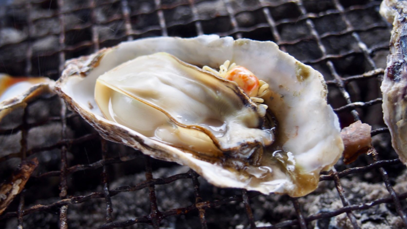 広島の名物グルメ「牡蠣」