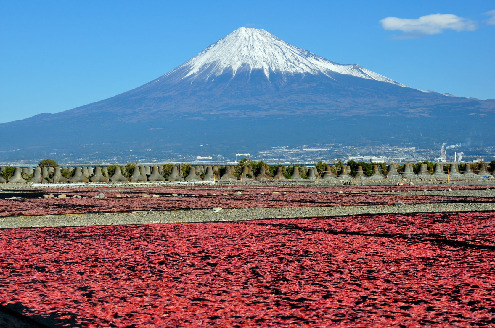 静岡の名物グルメ「桜えび」